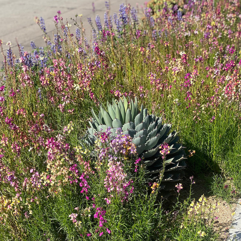image outdoor plants blooming including flowers and aloe