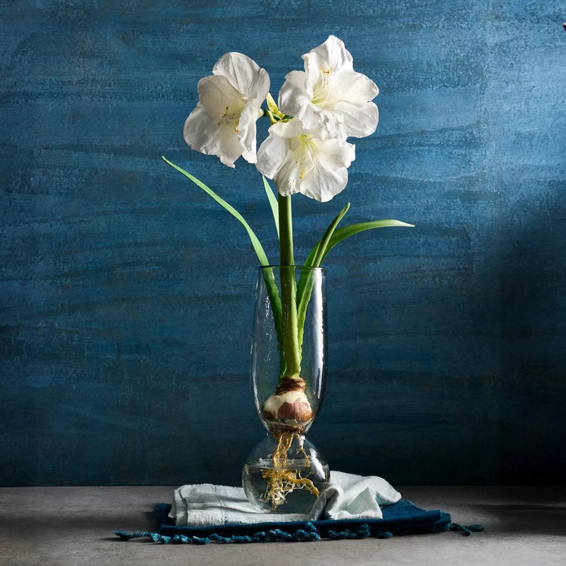 White flowers in a clear vase with a blue textured background